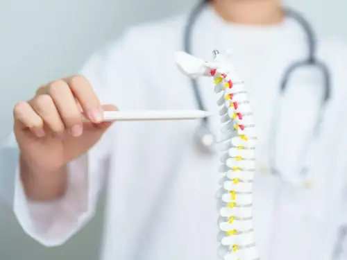 Doctor with human Spine anatomy model. Spinal Cord Disorder and disease, Back pain, Lumbar, Sacral pelvis, Cervical neck, Thoracic, Coccyx, Orthopedist, chiropractic, Office Syndrome and health